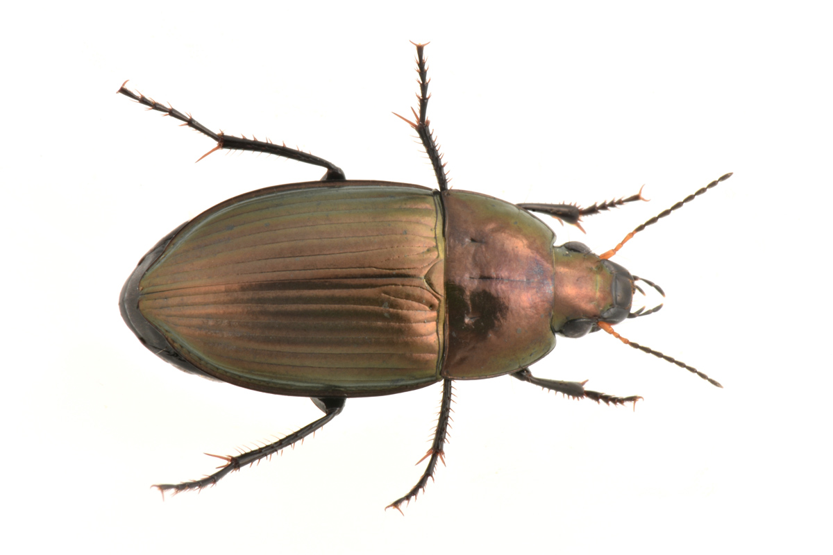 Carabidae: Amara sp?  S, Amara eurynota